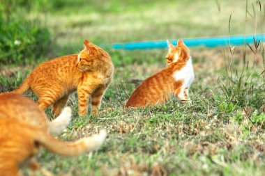 Çimenlikteki turuncu kediler kendilerini kamufle etmek ve avlarını gözlemlemek için otların yüksekliğini kullanırlar..