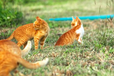 Çimenlikteki turuncu kediler kendilerini kamufle etmek ve avlarını gözlemlemek için otların yüksekliğini kullanırlar..