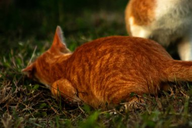 Çimenlikteki turuncu kediler kendilerini kamufle etmek ve avlarını gözlemlemek için otların yüksekliğini kullanırlar..