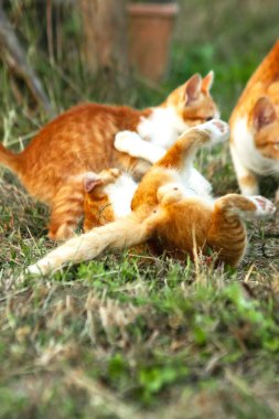 Kedi yavrularının birlikte oynaması çok güzel bir manzara..