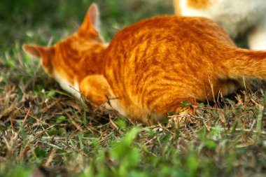 Çimenlikteki turuncu kediler kendilerini kamufle etmek ve avlarını gözlemlemek için otların yüksekliğini kullanırlar..