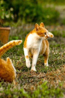 Kedi yavrularının birlikte oynaması çok güzel bir manzara..