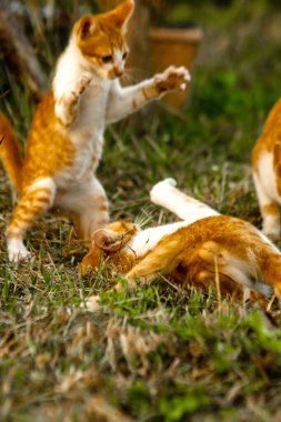 Kedi yavrularının birlikte oynaması çok güzel bir manzara..