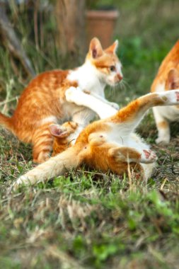 Kedi yavrularının birlikte oynaması çok güzel bir manzara..