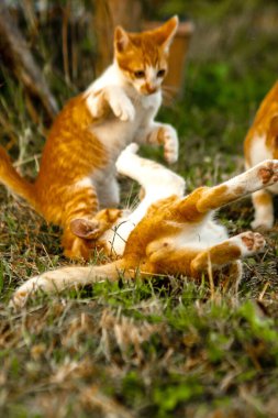 Kedi yavrularının birlikte oynaması çok güzel bir manzara..