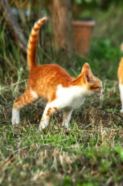 Çimenlikteki turuncu kediler kendilerini kamufle etmek ve avlarını gözlemlemek için otların yüksekliğini kullanırlar..