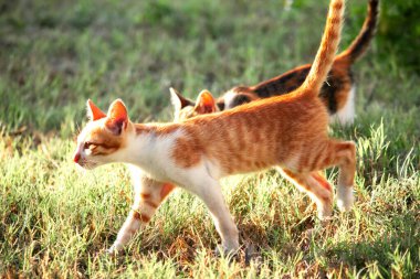 Çimenlikteki turuncu kediler kendilerini kamufle etmek ve avlarını gözlemlemek için otların yüksekliğini kullanırlar..