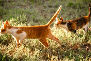 Çimenlikteki turuncu kediler kendilerini kamufle etmek ve avlarını gözlemlemek için otların yüksekliğini kullanırlar..