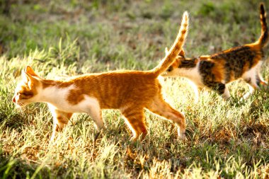 Çimenlikteki turuncu kediler kendilerini kamufle etmek ve avlarını gözlemlemek için otların yüksekliğini kullanırlar..