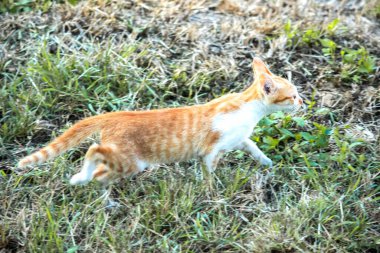 Çimenlikteki turuncu kediler kendilerini kamufle etmek ve avlarını gözlemlemek için otların yüksekliğini kullanırlar..
