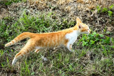 Çimenlikteki turuncu kediler kendilerini kamufle etmek ve avlarını gözlemlemek için otların yüksekliğini kullanırlar..