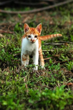 Çimenlikteki turuncu kediler kendilerini kamufle etmek ve avlarını gözlemlemek için otların yüksekliğini kullanırlar..