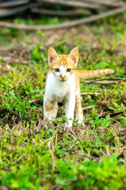 Çimenlikteki turuncu kediler kendilerini kamufle etmek ve avlarını gözlemlemek için otların yüksekliğini kullanırlar..