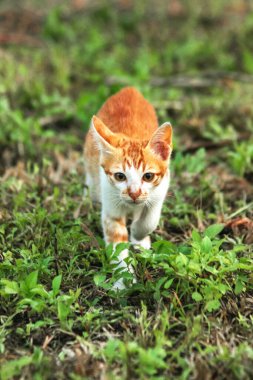 Çimenlikteki turuncu kediler kendilerini kamufle etmek ve avlarını gözlemlemek için otların yüksekliğini kullanırlar..