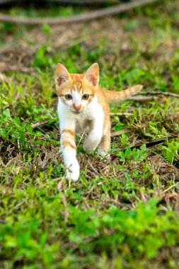 Çimenlikteki turuncu kediler kendilerini kamufle etmek ve avlarını gözlemlemek için otların yüksekliğini kullanırlar..