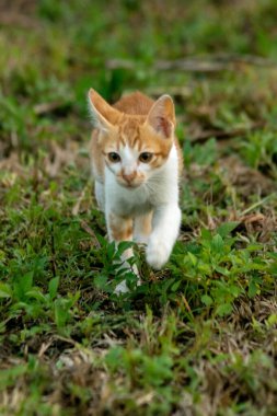 Çimenlikteki turuncu kediler kendilerini kamufle etmek ve avlarını gözlemlemek için otların yüksekliğini kullanırlar..