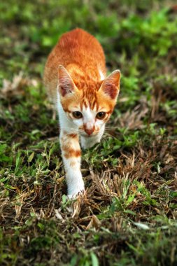 Çimenlikteki turuncu kediler kendilerini kamufle etmek ve avlarını gözlemlemek için otların yüksekliğini kullanırlar..