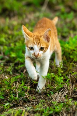 Çimenlikteki turuncu kediler kendilerini kamufle etmek ve avlarını gözlemlemek için otların yüksekliğini kullanırlar..