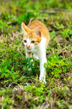 Çimenlikteki turuncu kediler kendilerini kamufle etmek ve avlarını gözlemlemek için otların yüksekliğini kullanırlar..