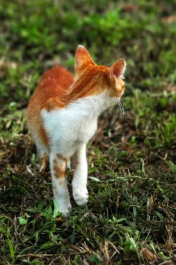 Çimenlikteki turuncu kediler kendilerini kamufle etmek ve avlarını gözlemlemek için otların yüksekliğini kullanırlar..