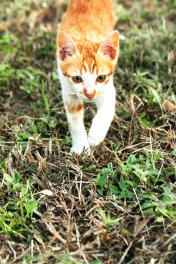 Çimenlikteki turuncu kediler kendilerini kamufle etmek ve avlarını gözlemlemek için otların yüksekliğini kullanırlar..