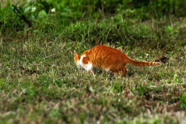 Çimenlikteki turuncu kediler kendilerini kamufle etmek ve avlarını gözlemlemek için otların yüksekliğini kullanırlar..