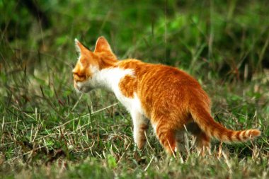 Çimenlikteki turuncu kediler kendilerini kamufle etmek ve avlarını gözlemlemek için otların yüksekliğini kullanırlar..