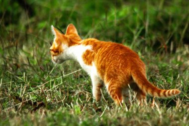 Çimenlikteki turuncu kediler kendilerini kamufle etmek ve avlarını gözlemlemek için otların yüksekliğini kullanırlar..