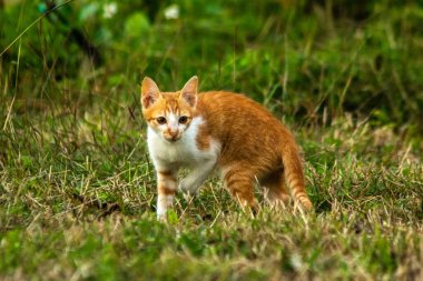 Çimenlikteki turuncu kediler kendilerini kamufle etmek ve avlarını gözlemlemek için otların yüksekliğini kullanırlar..
