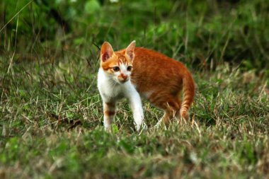 Çimenlikteki turuncu kediler kendilerini kamufle etmek ve avlarını gözlemlemek için otların yüksekliğini kullanırlar..