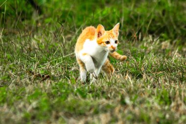 Çimenlikteki turuncu kediler kendilerini kamufle etmek ve avlarını gözlemlemek için otların yüksekliğini kullanırlar..