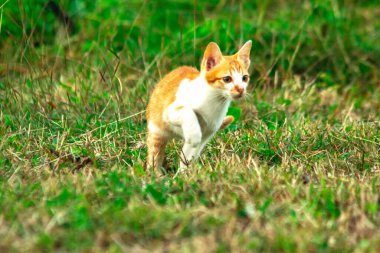 Çimenlikteki turuncu kediler kendilerini kamufle etmek ve avlarını gözlemlemek için otların yüksekliğini kullanırlar..