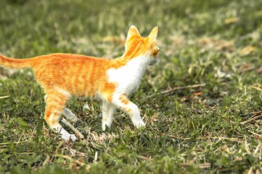 Çimenlikteki turuncu kediler kendilerini kamufle etmek ve avlarını gözlemlemek için otların yüksekliğini kullanırlar..