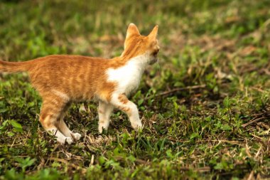 Çimenlikteki turuncu kediler kendilerini kamufle etmek ve avlarını gözlemlemek için otların yüksekliğini kullanırlar..