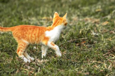 Çimenlikteki turuncu kediler kendilerini kamufle etmek ve avlarını gözlemlemek için otların yüksekliğini kullanırlar..