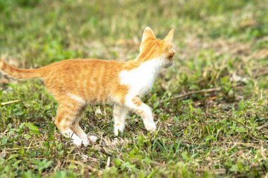 Çimenlikteki turuncu kediler kendilerini kamufle etmek ve avlarını gözlemlemek için otların yüksekliğini kullanırlar..