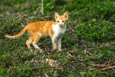 Çimenlikteki turuncu kediler kendilerini kamufle etmek ve avlarını gözlemlemek için otların yüksekliğini kullanırlar..