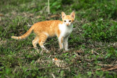 Çimenlikteki turuncu kediler kendilerini kamufle etmek ve avlarını gözlemlemek için otların yüksekliğini kullanırlar..
