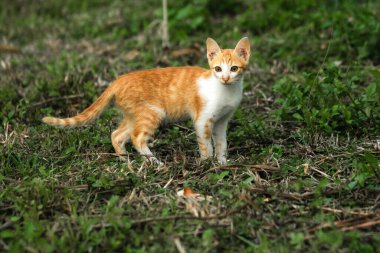 Çimenlikteki turuncu kediler kendilerini kamufle etmek ve avlarını gözlemlemek için otların yüksekliğini kullanırlar..