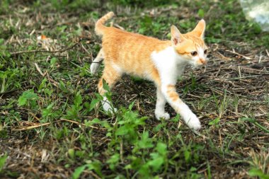 Çimenlikteki turuncu kediler kendilerini kamufle etmek ve avlarını gözlemlemek için otların yüksekliğini kullanırlar..