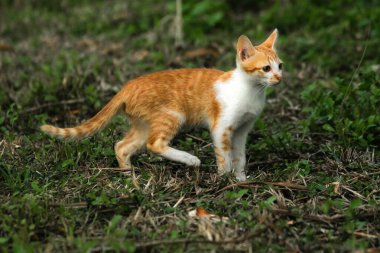 Çimenlikteki turuncu kediler kendilerini kamufle etmek ve avlarını gözlemlemek için otların yüksekliğini kullanırlar..