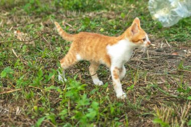 Çimenlikteki turuncu kediler kendilerini kamufle etmek ve avlarını gözlemlemek için otların yüksekliğini kullanırlar..