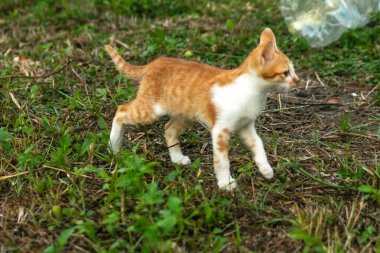 Çimenlikteki turuncu kediler kendilerini kamufle etmek ve avlarını gözlemlemek için otların yüksekliğini kullanırlar..
