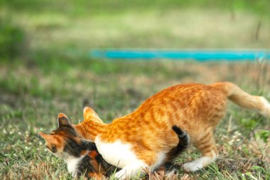 Kedi yavrularının birlikte oynaması çok güzel bir manzara..