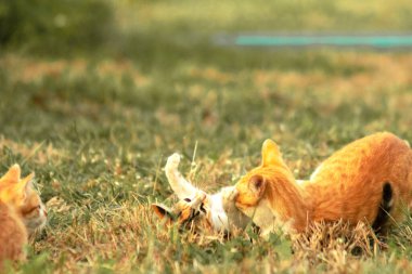 Kedi yavrularının birlikte oynaması çok güzel bir manzara..