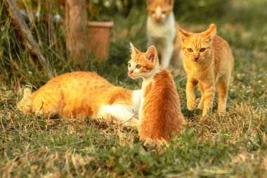 Kedi yavrularının birlikte oynaması çok güzel bir manzara..