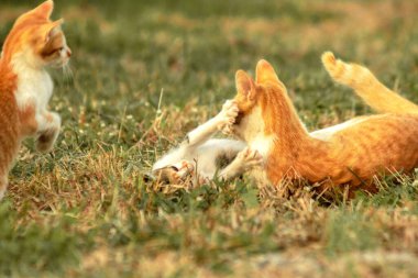 Kedi yavrularının birlikte oynaması çok güzel bir manzara..