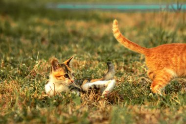 Çimenlikteki turuncu kediler kendilerini kamufle etmek ve avlarını gözlemlemek için otların yüksekliğini kullanırlar..