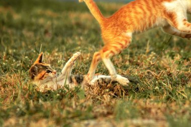 Çimenlikteki turuncu kediler kendilerini kamufle etmek ve avlarını gözlemlemek için otların yüksekliğini kullanırlar..