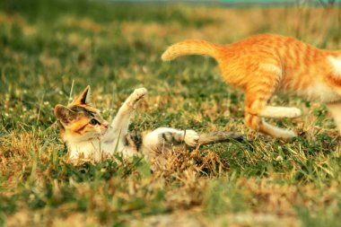Çimenlikteki turuncu kediler kendilerini kamufle etmek ve avlarını gözlemlemek için otların yüksekliğini kullanırlar..